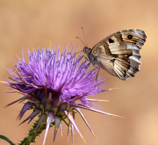 Chazara briseis larnacarna: Nymphalidae